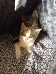 KITTENS!!!
