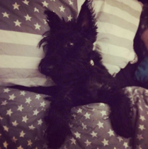 Anyone got a Scottish Terrier?  Can you tell me about them please :)