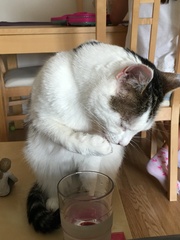 Cat photo thread!