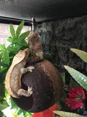 Crested gecko advice for an interested gecko keeper!