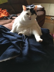Cat photo thread!