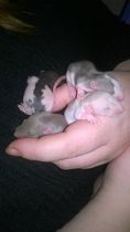 Anyone have a pet rat?