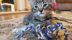 To think this kitten is BROWN!?