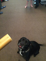 Staffies