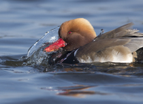 How do I find high resolution photos of ducks - can anyone help please?