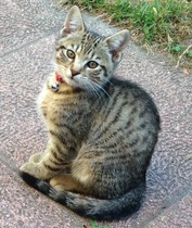 To think this kitten is BROWN!?