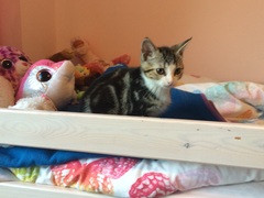 Cat photo thread!