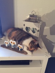 The Friendly Frugaleers, saving and chatting as autumn arrives