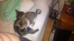 New kittens here too!