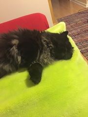 Does your cat have a cat bed?