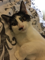 Cat photo thread!