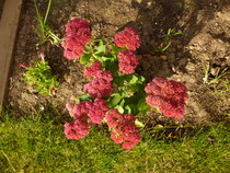 Allotment/Veg Patch - Thread 7 - The Harvesters Arms