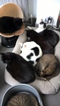 Cat photo thread!