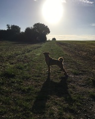 Show me your dogs while I'm waiting for mine!
