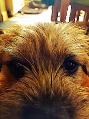 Show me your dogs while I'm waiting for mine!