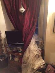 Crazy destructive new cat