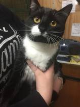 Choosing between two cats to adopt
