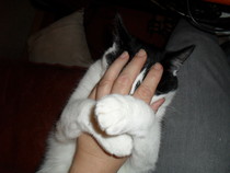 Rub my tum goddammit woman