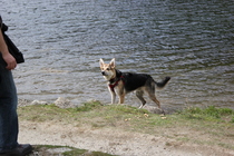 Tips for a young arthritic dog