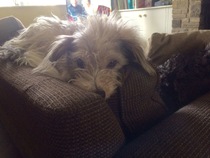 Show me your dogs while I'm waiting for mine!