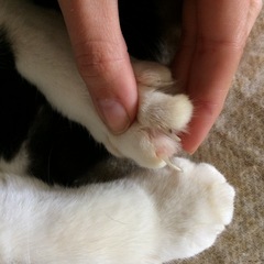 Cat not retracting claw