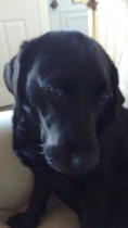 Show me your dogs while I'm waiting for mine!