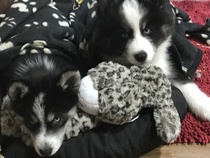 Show me your dogs while I'm waiting for mine!