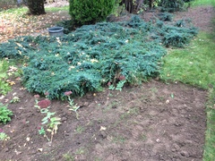 Turning back garden into veg patch