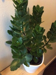 Please can someone help me identify this plant?