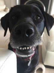 A day in the life of a dog in the RSPCA