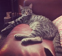 To rehome kittens because of fleas and new baby?