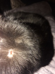 Cat with a cut head - vet?