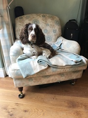 Show me your dogs while I'm waiting for mine!