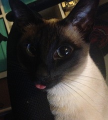Siamese fix