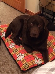Show me your dogs while I'm waiting for mine!