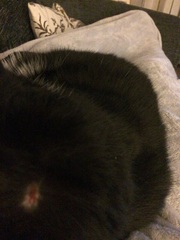 Cat with a cut head - vet?