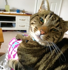 Cat photo thread!