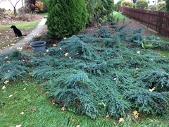 Turning back garden into veg patch