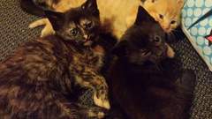 A friend has offered us first dibs on a kitten. Which shall we choose (with pictures)?