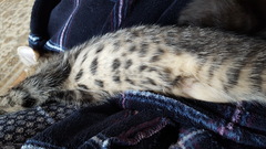 To think this kitten is BROWN!?