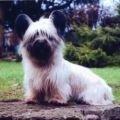 Show me your dogs while I'm waiting for mine!