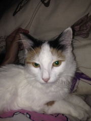 So apparently my cat does boot appreciate me humming