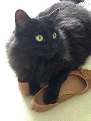 Cat photo thread!