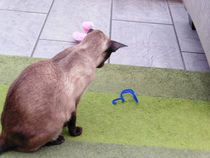 My cat's new best friend/toy