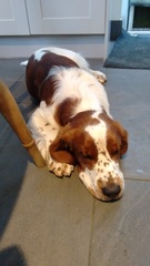Kooikerhondje and other spaniels