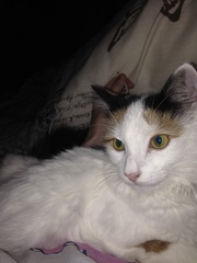 So apparently my cat does boot appreciate me humming