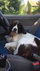 Show me your dogs while I'm waiting for mine!