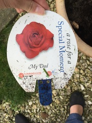 Growing roses