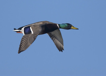 How do I find high resolution photos of ducks - can anyone help please?