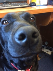 One word which describes your rescue dog ?